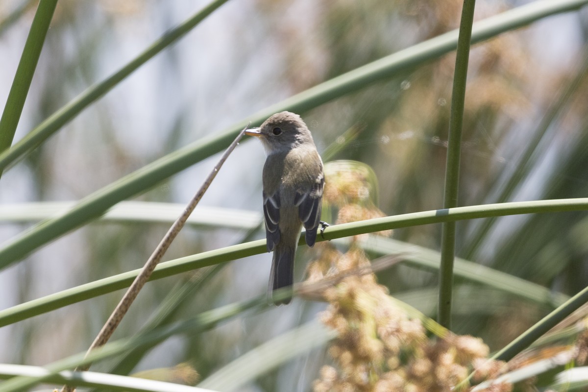 Willow Flycatcher - ML520331061