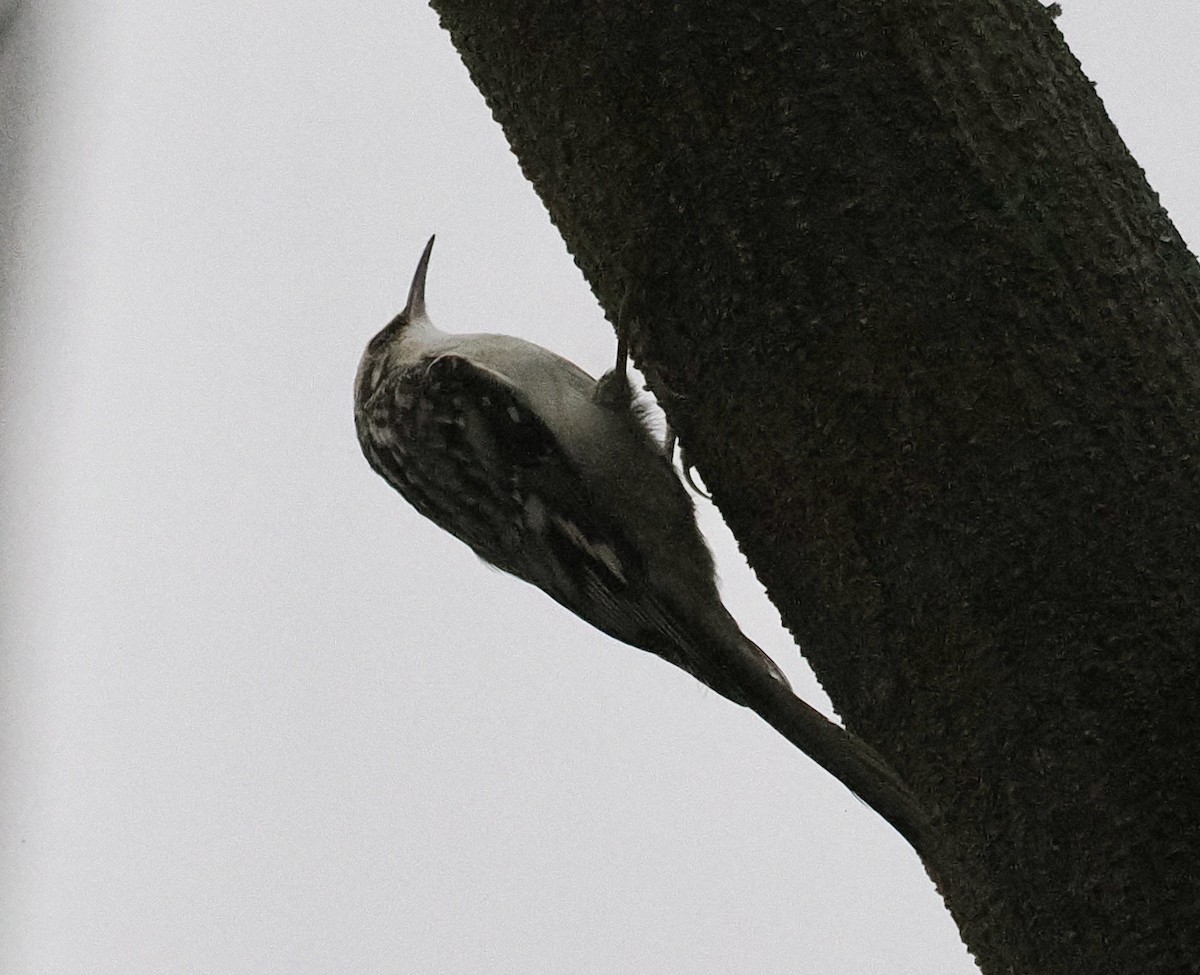 Brown Creeper - ML520331261