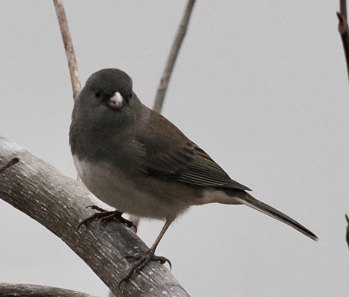 Dark-eyed Junco (Slate-colored) - ML520331291