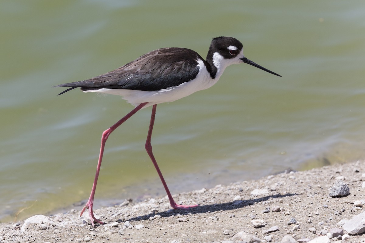 Black-necked Stilt - Anthony Gliozzo