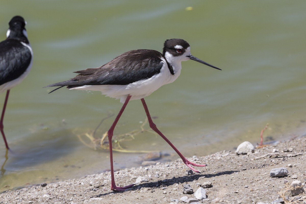 Black-necked Stilt - Anthony Gliozzo