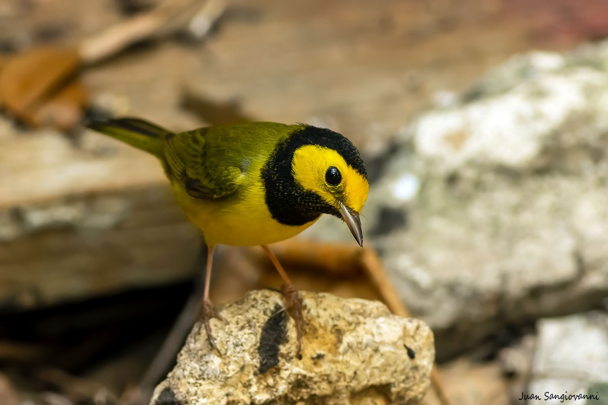 Hooded Warbler - Juan Sangiovanni