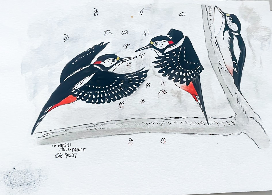 Great Spotted Woodpecker (Great Spotted) - ML520331551