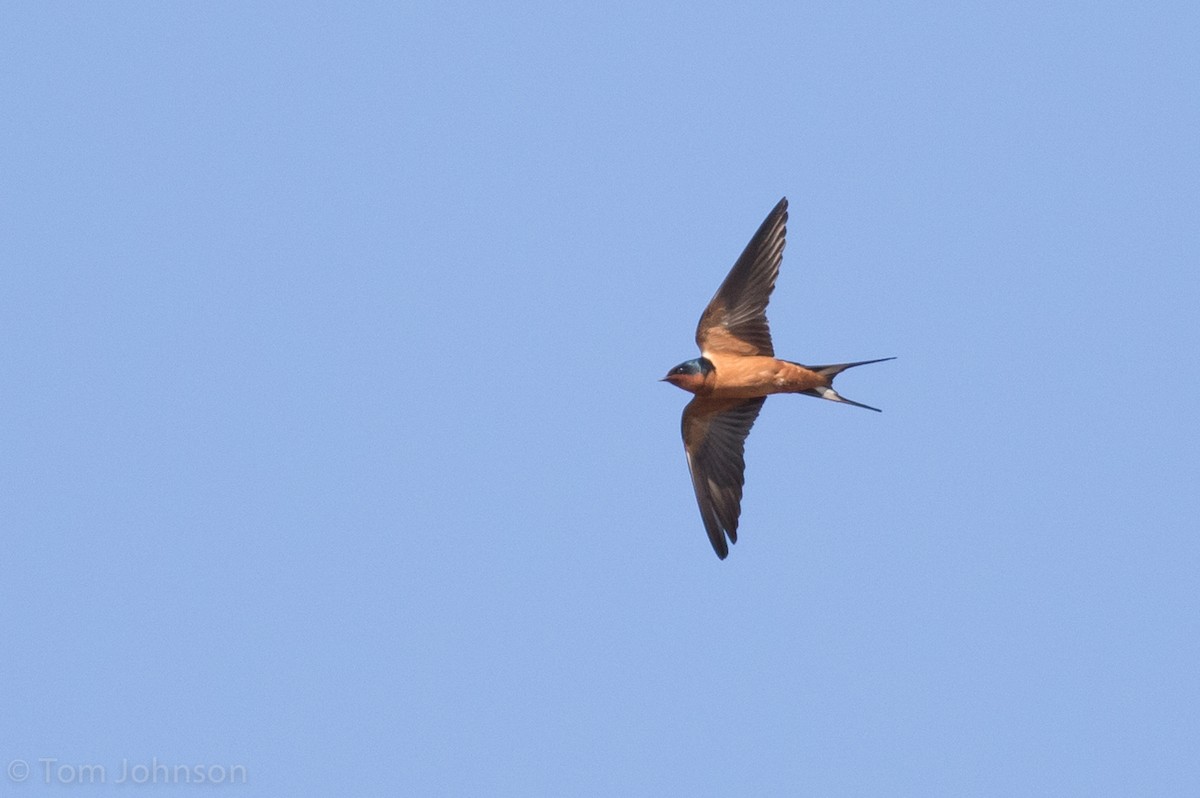 Barn Swallow - Tom Johnson