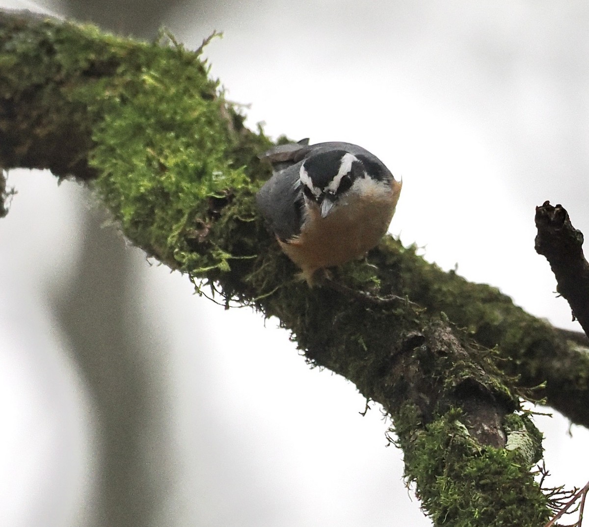 Red-breasted Nuthatch - ML520331691