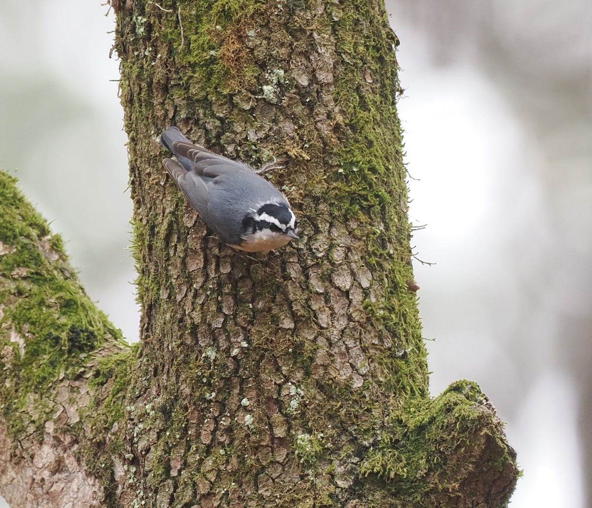 Red-breasted Nuthatch - ML520331751