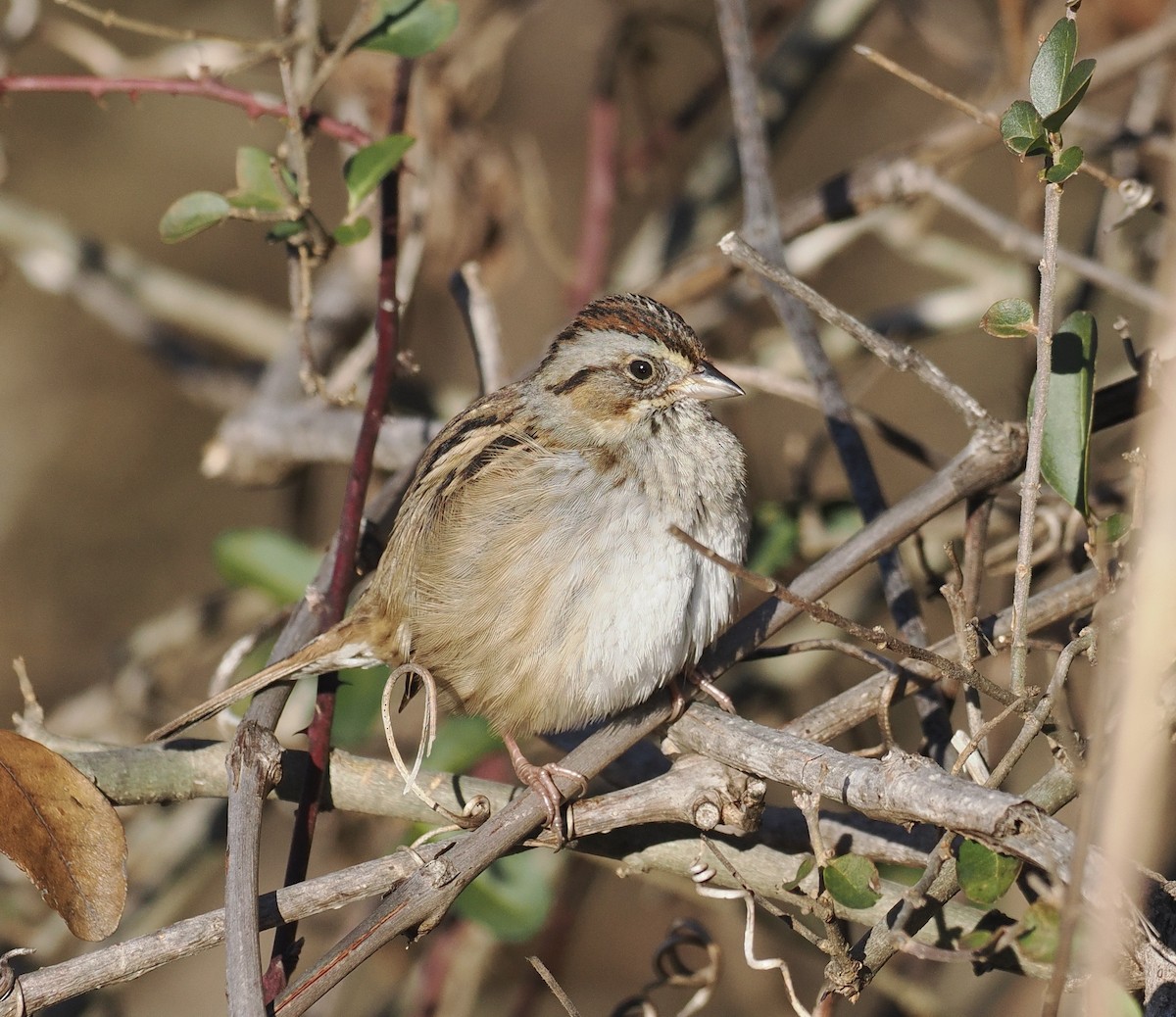 Swamp Sparrow - Bob Foehring