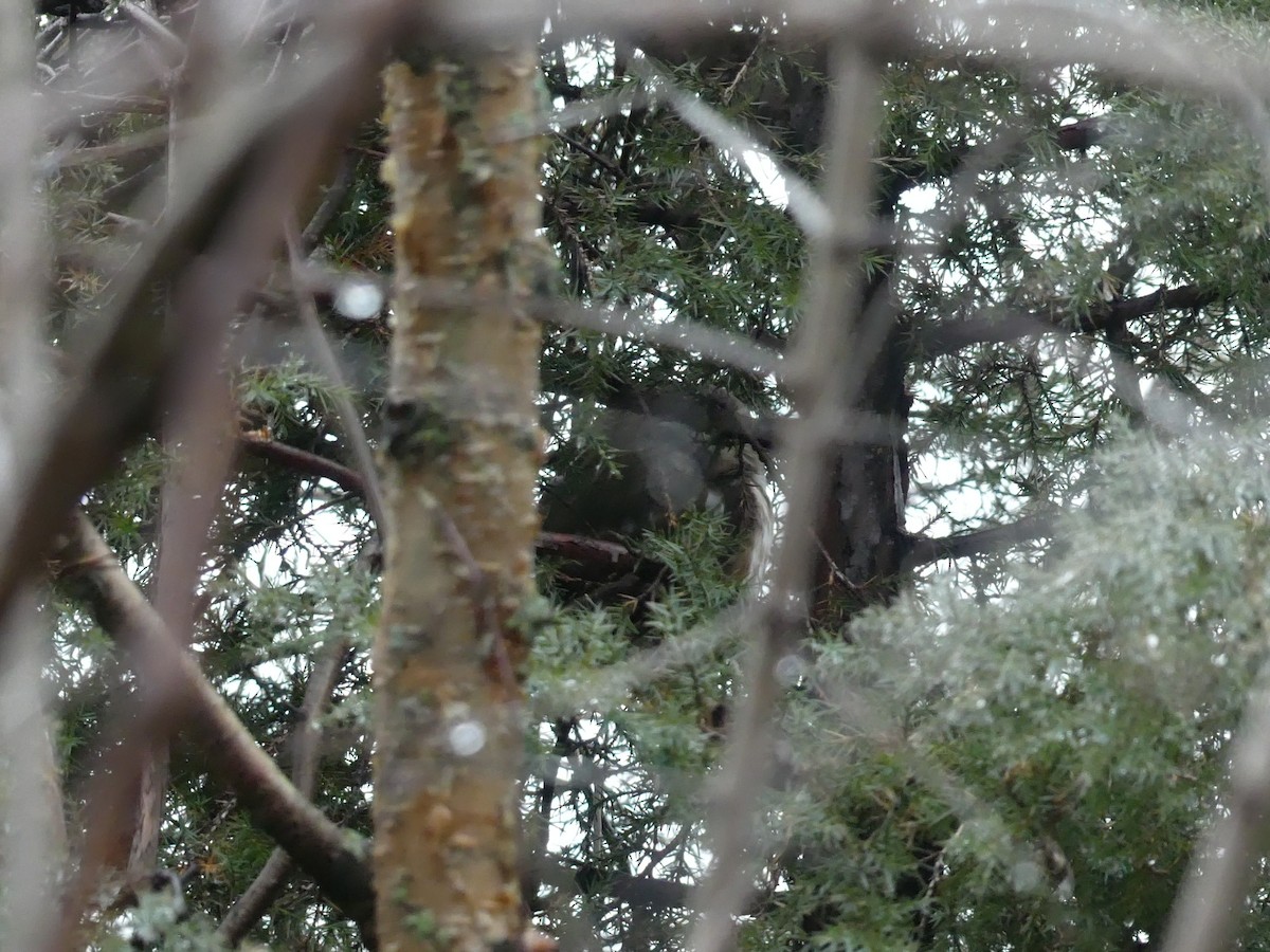 Northern Saw-whet Owl - ML520332741