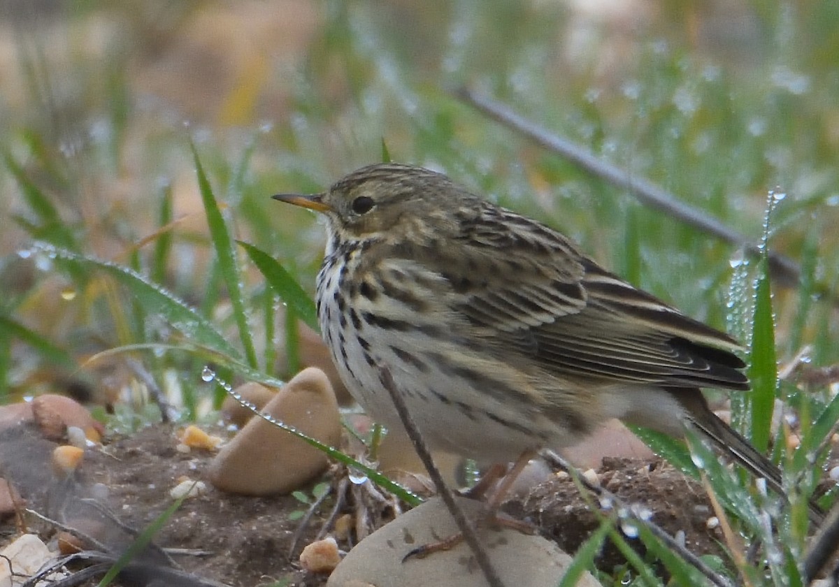 Meadow Pipit - Mu Sano