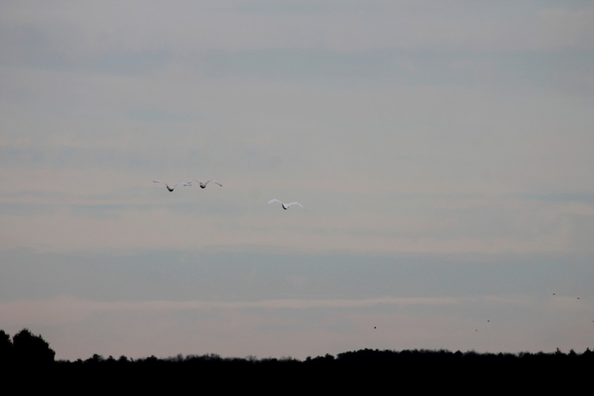 Tundra Swan - ML520334291