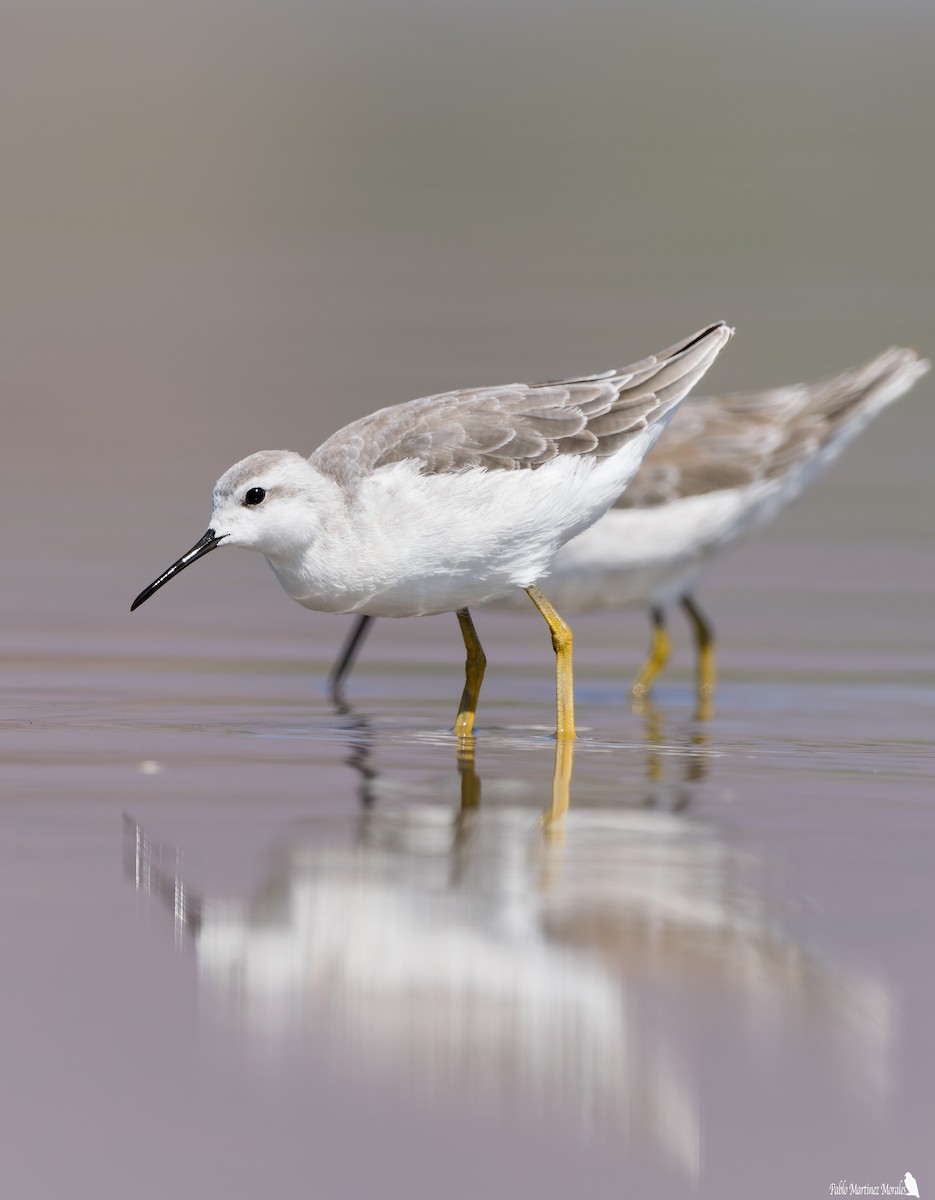 Wilson's Phalarope - ML520334761