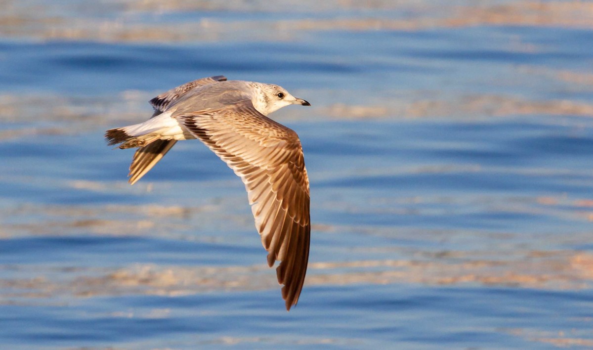 Common Gull - ML520335531