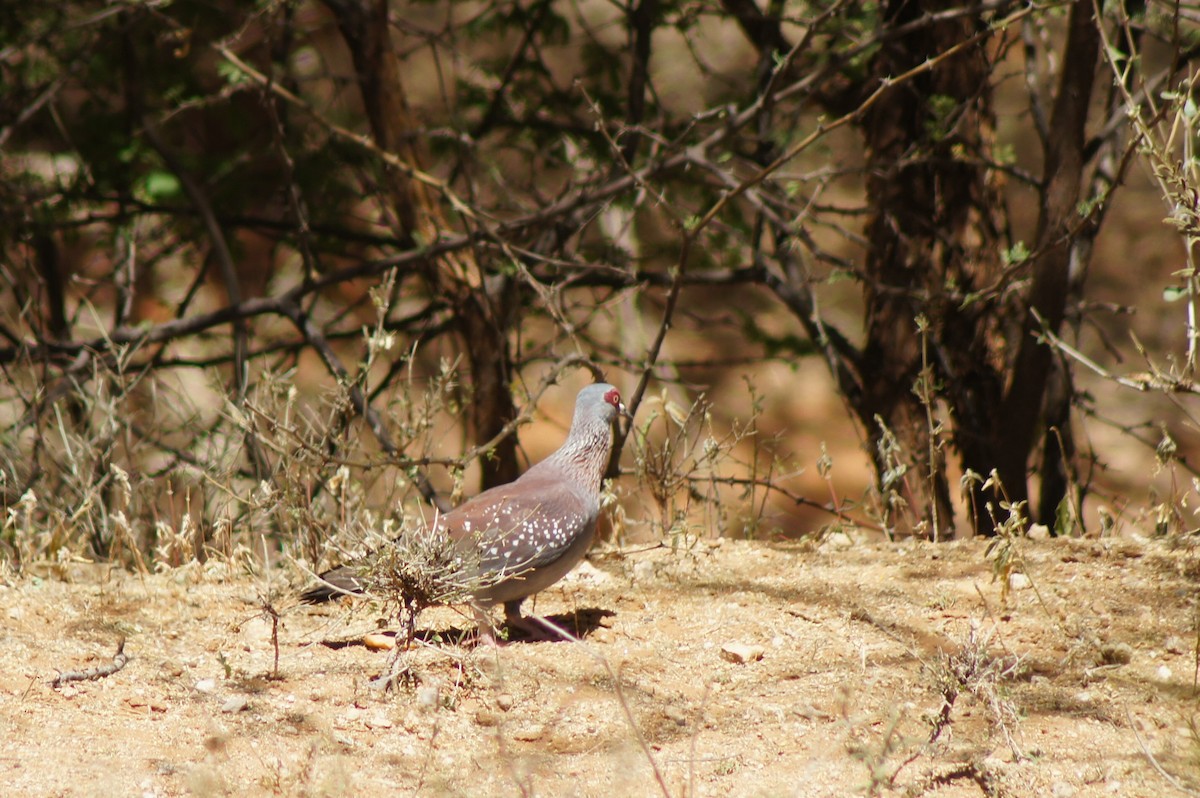 Speckled Pigeon - ML520335581