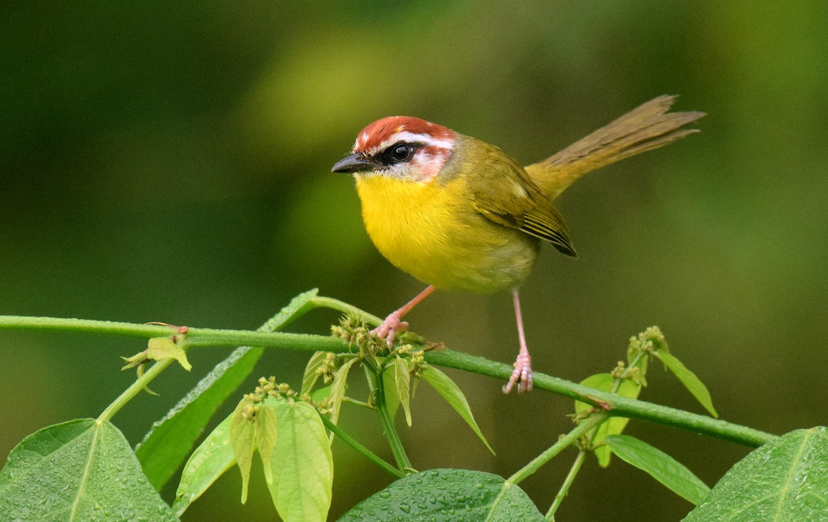 Rufous-capped Warbler (salvini) - ML520335901