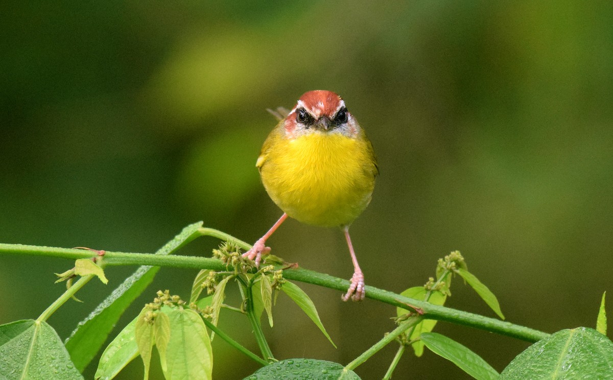 Rufous-capped Warbler (salvini) - ML520335981