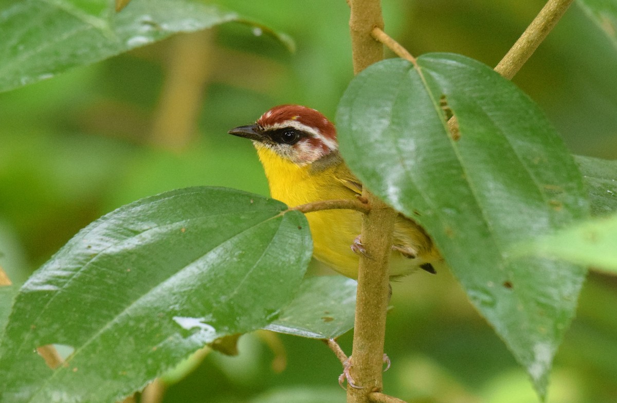 Rufous-capped Warbler (salvini) - ML520336011