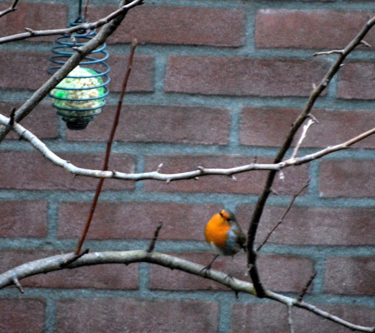 European Robin - ML520336131