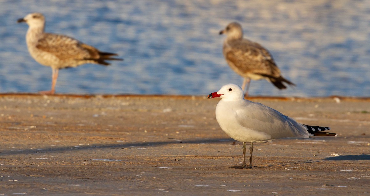 Audouin's Gull - ML520336301