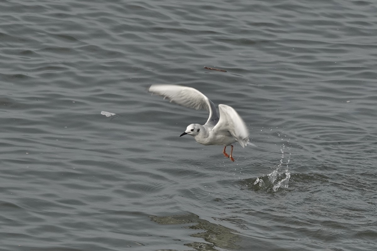 Bonaparte's Gull - ML520337091