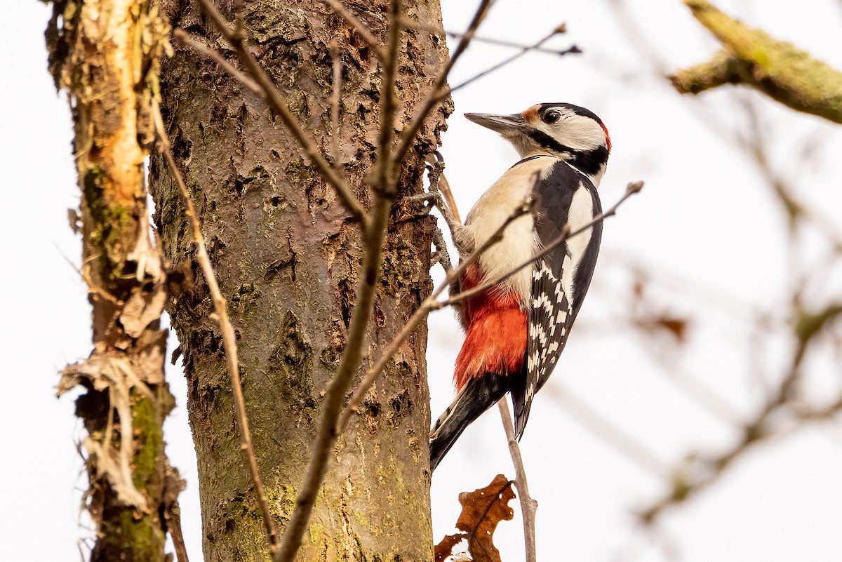 Great Spotted Woodpecker - ML520337131