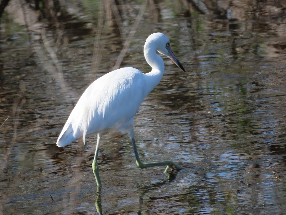 Little Blue Heron - ML520337781