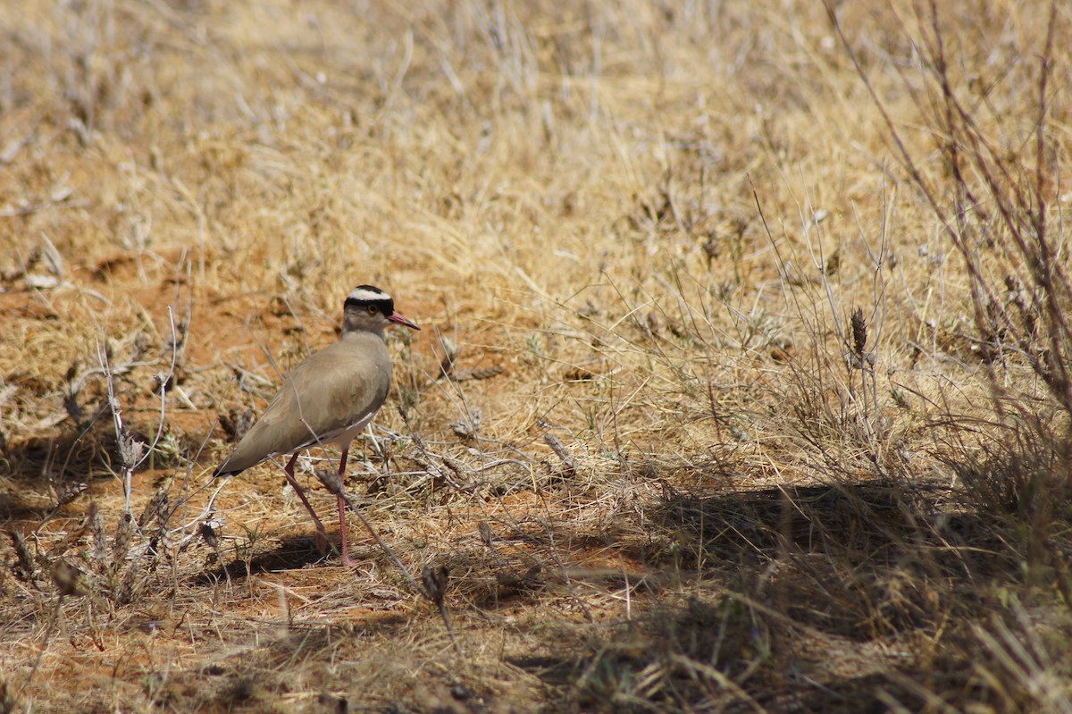 Crowned Lapwing - ML520337941