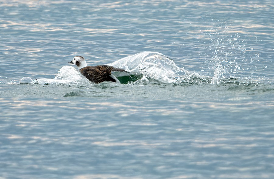 Long-tailed Duck - ML520338121