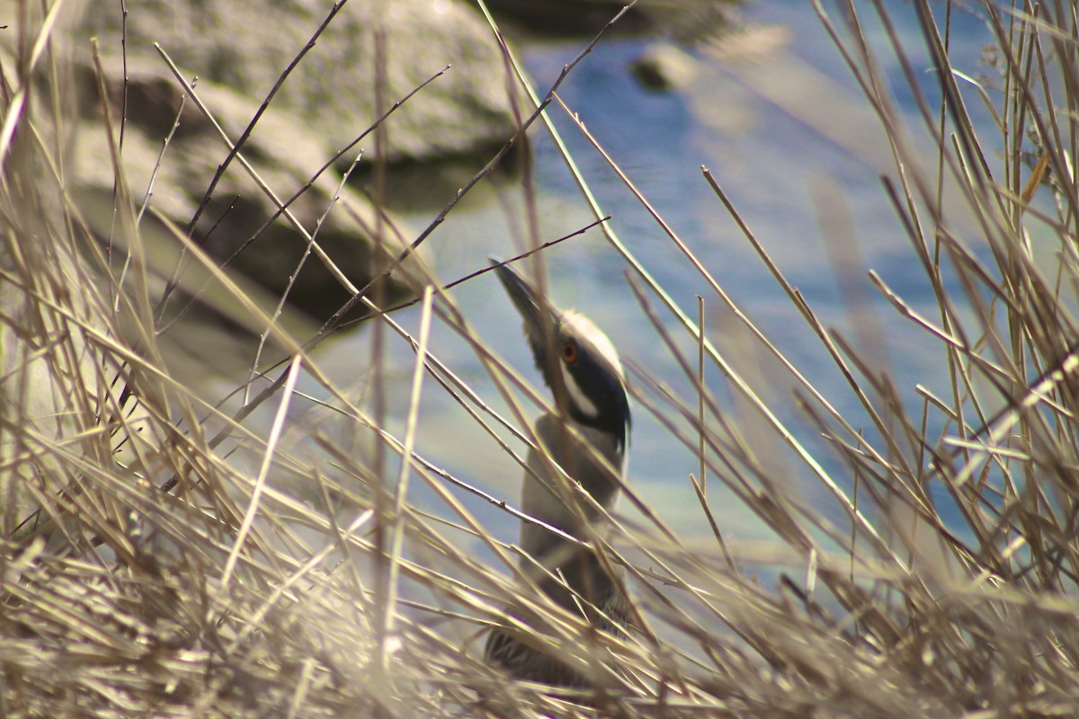 Yellow-crowned Night Heron - ML520339201