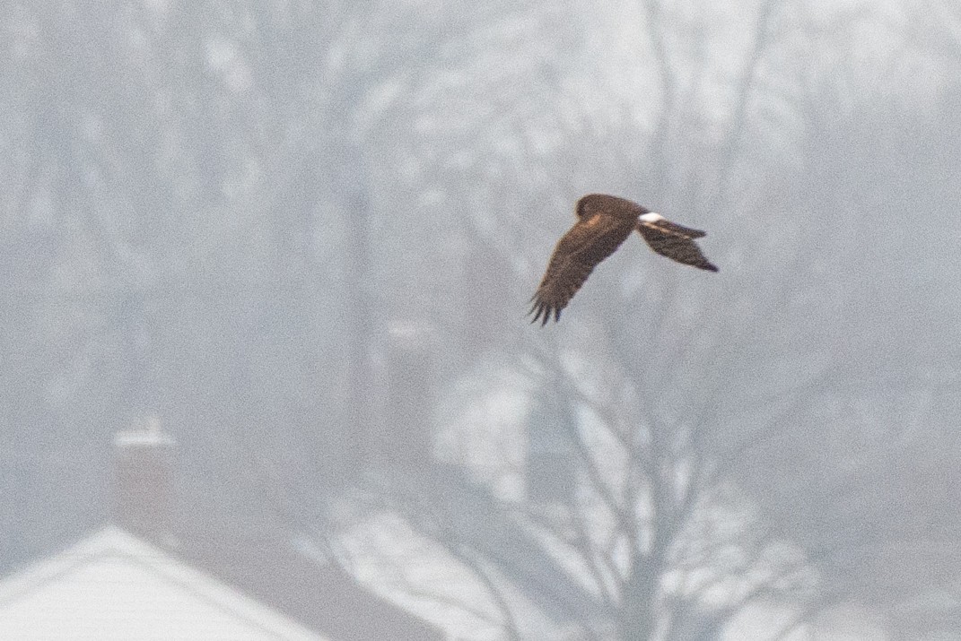 Northern Harrier - ML520339851