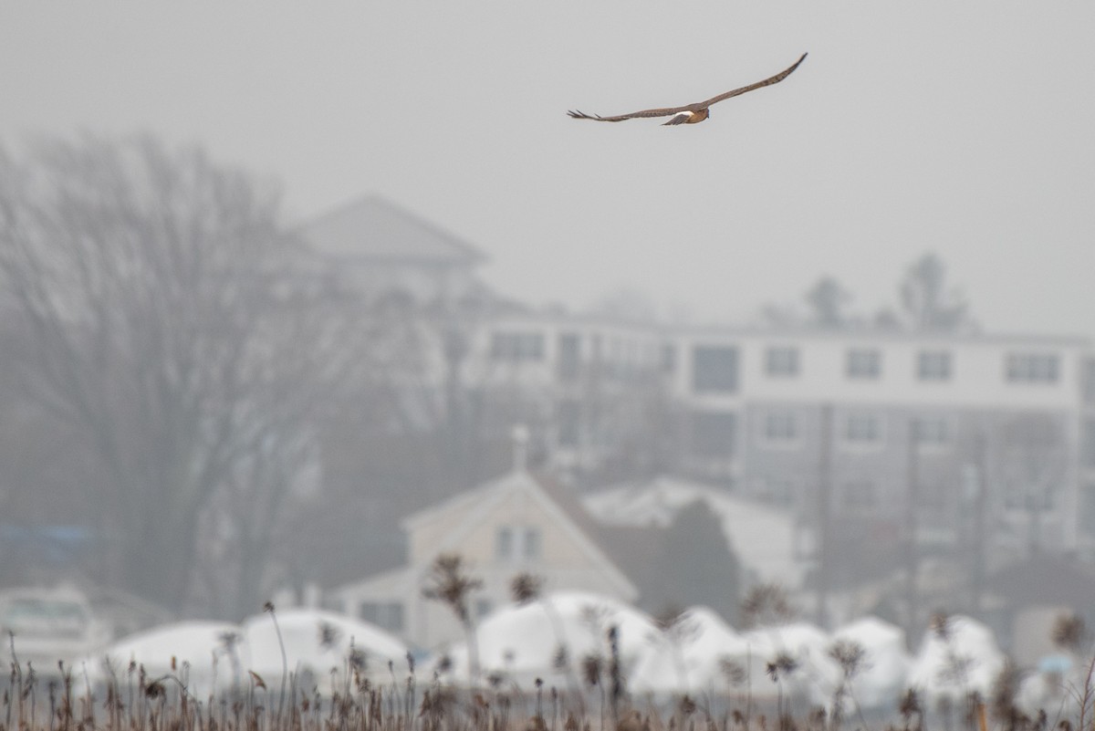 Northern Harrier - ML520339861