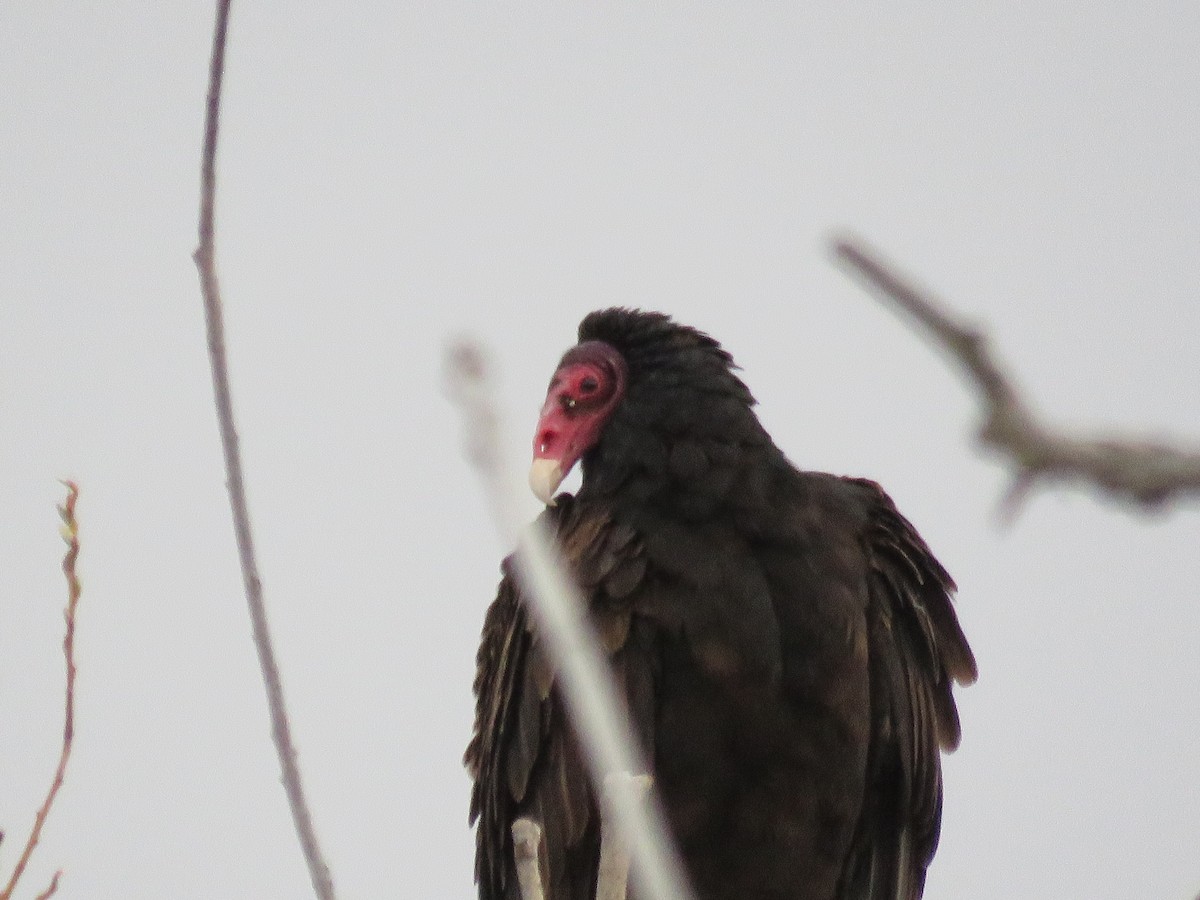 Turkey Vulture - shawn richmond