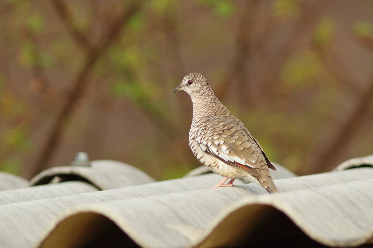 Scaled Dove - Simon Feys