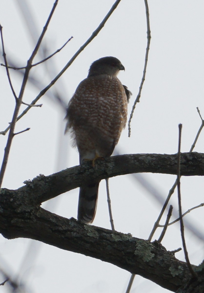 Sharp-shinned Hawk - Melody Ragle