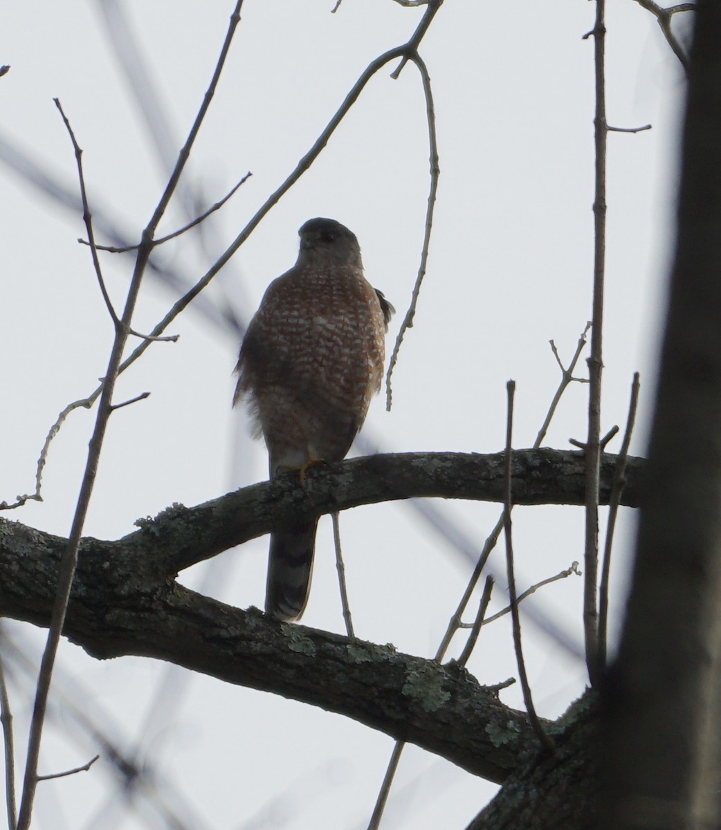 Sharp-shinned Hawk - Melody Ragle