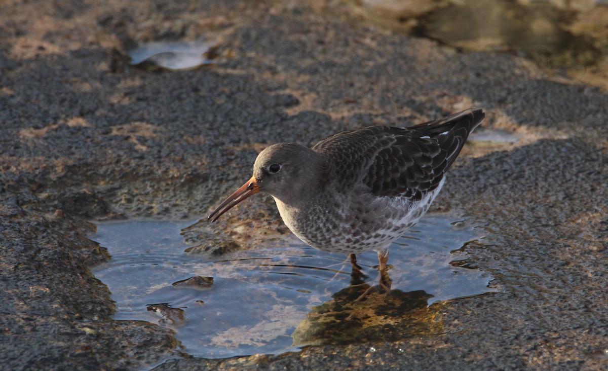 Purple Sandpiper - Nelson Fonseca