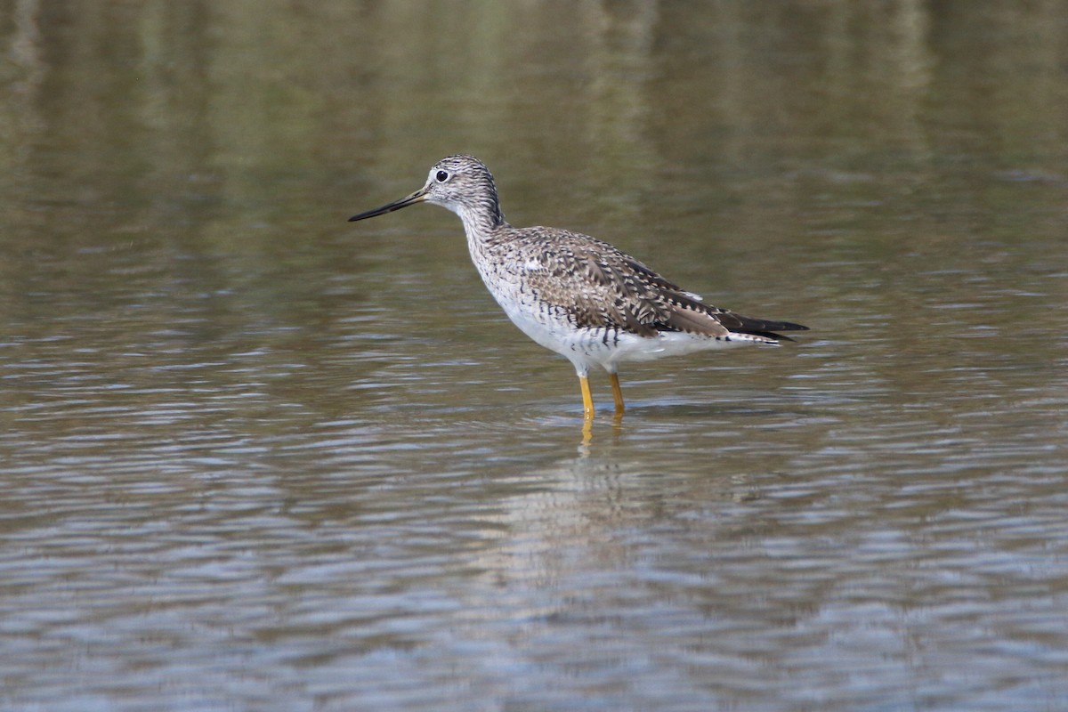 Greater Yellowlegs - ML52034201