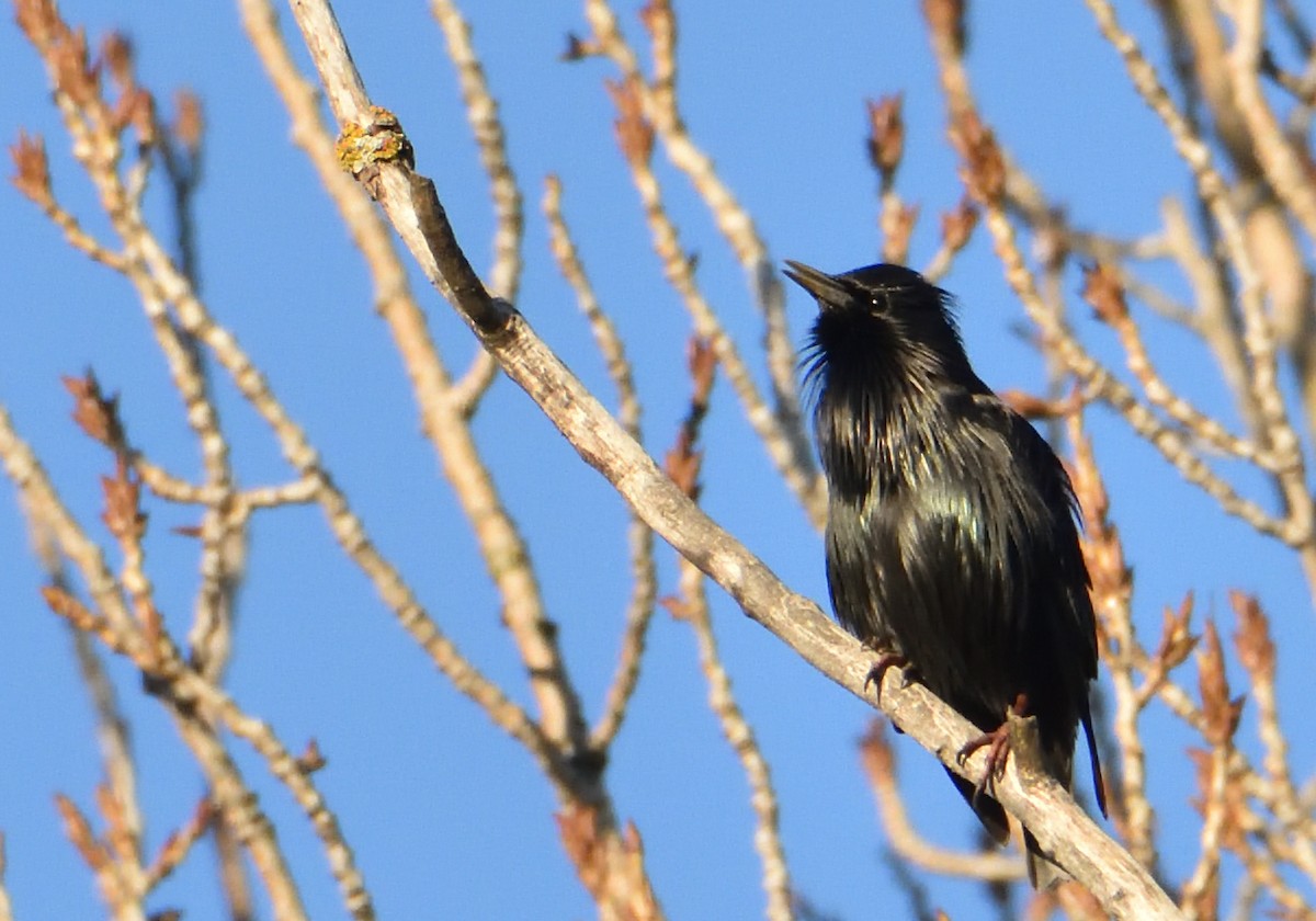 Spotless Starling - Mu Sano