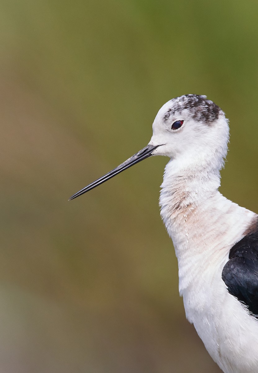 Black-winged Stilt - ML520342251