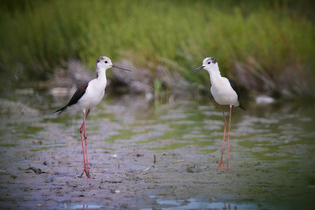 Black-winged Stilt - ML520342711