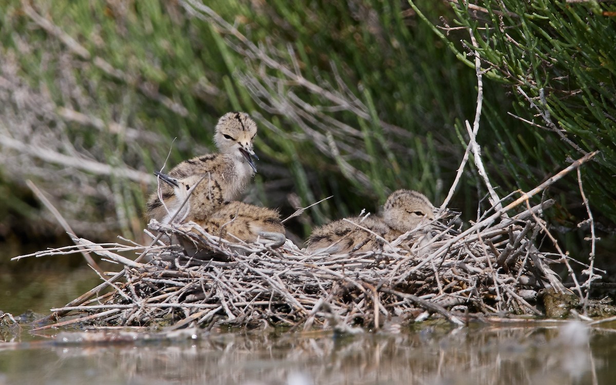 Black-winged Stilt - ML520342721