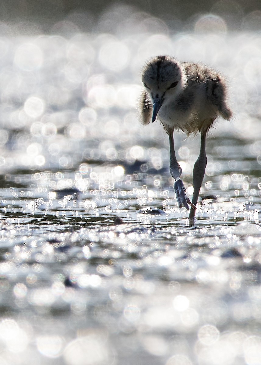 Black-winged Stilt - ML520342751