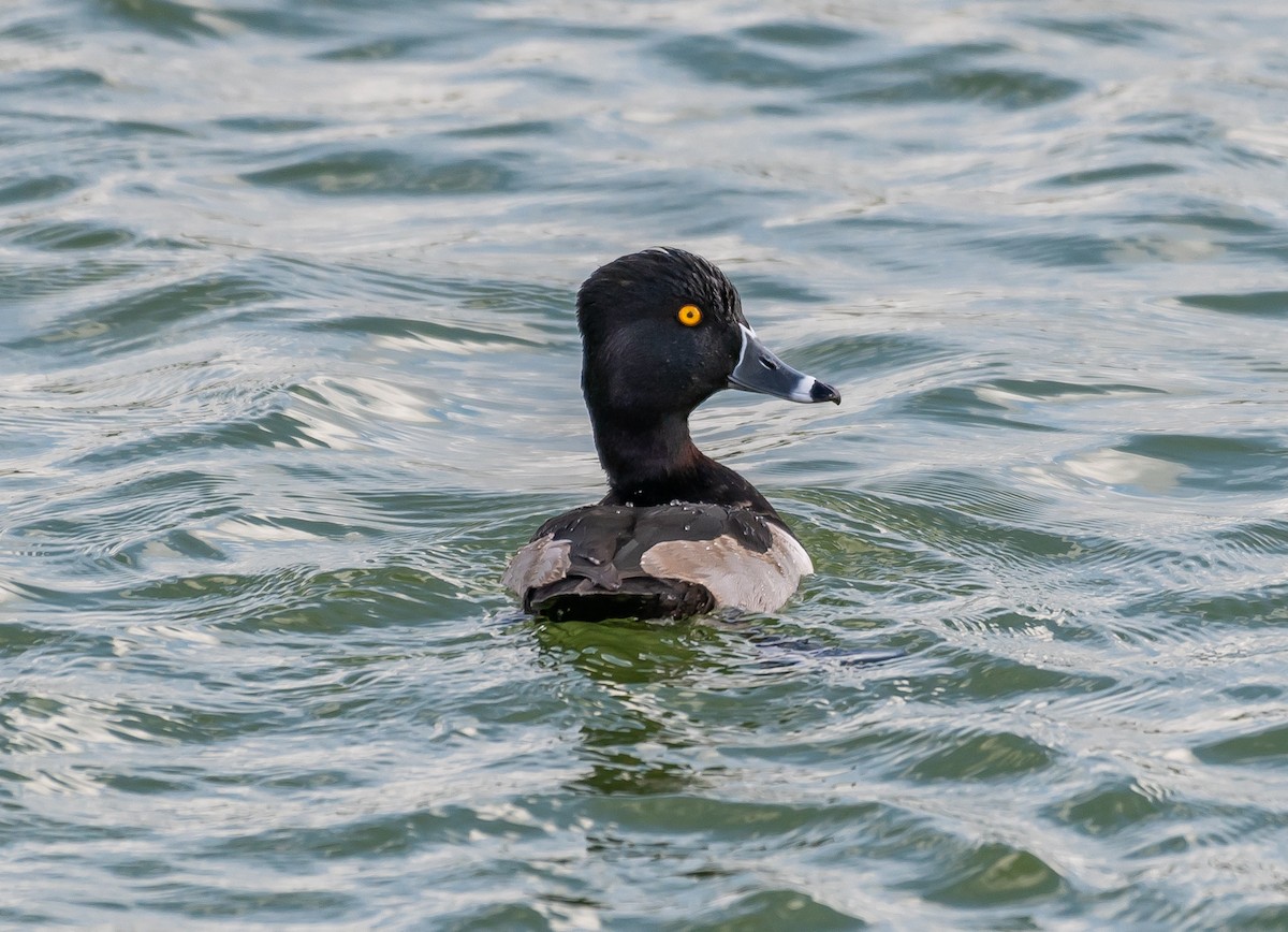 Ring-necked Duck - ML520343101