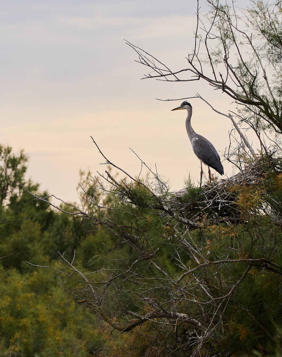 Gray Heron - Fabian Gentzsch