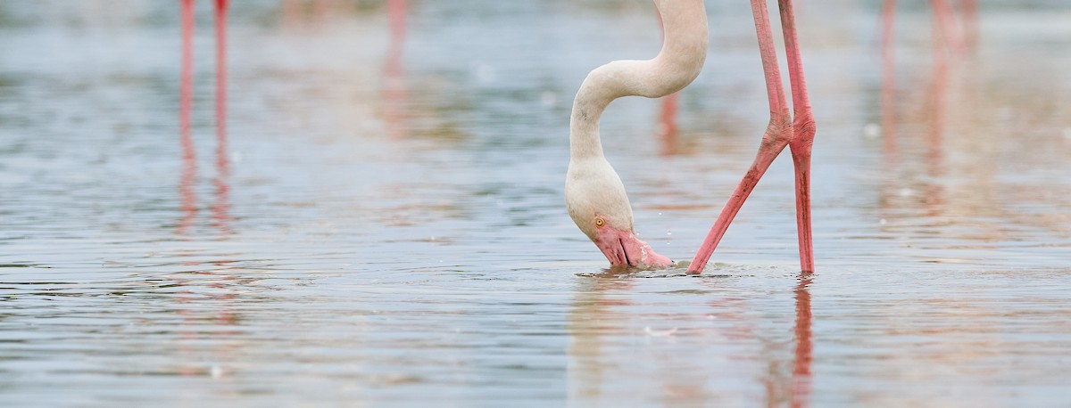 Greater Flamingo - ML520344081