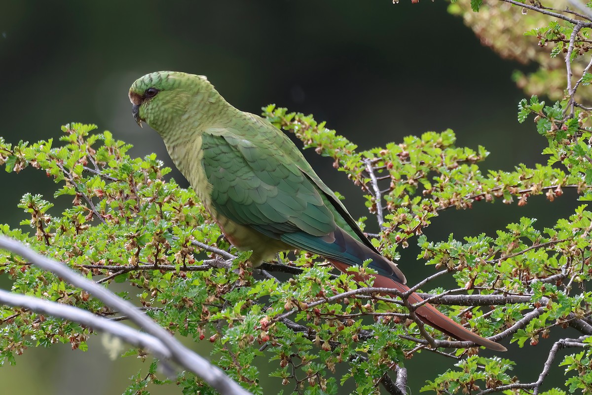 Austral Parakeet - Jörg Hanoldt