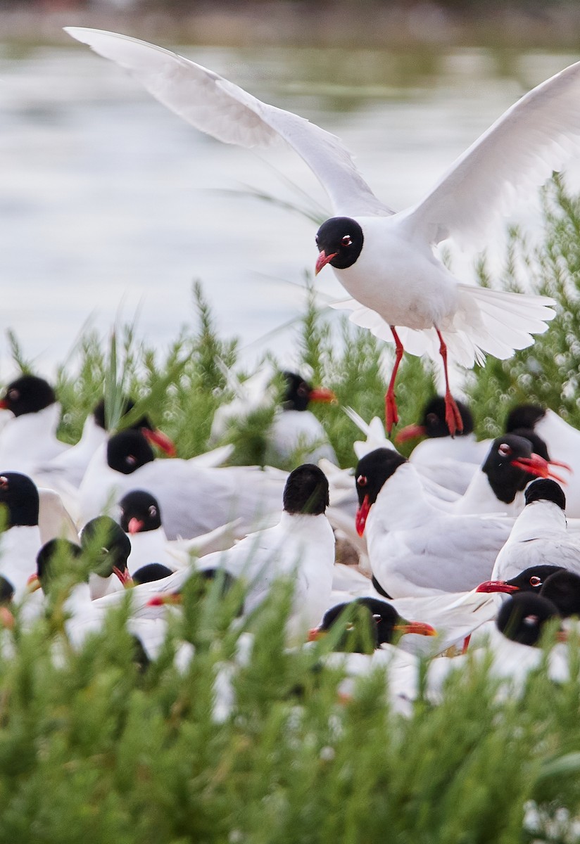 Mediterranean Gull - ML520344221