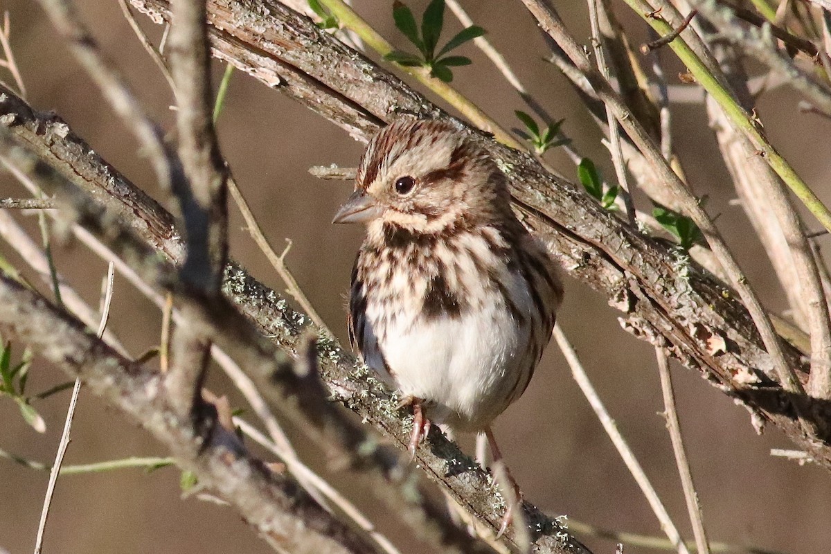 Song Sparrow - Ronald Newhouse