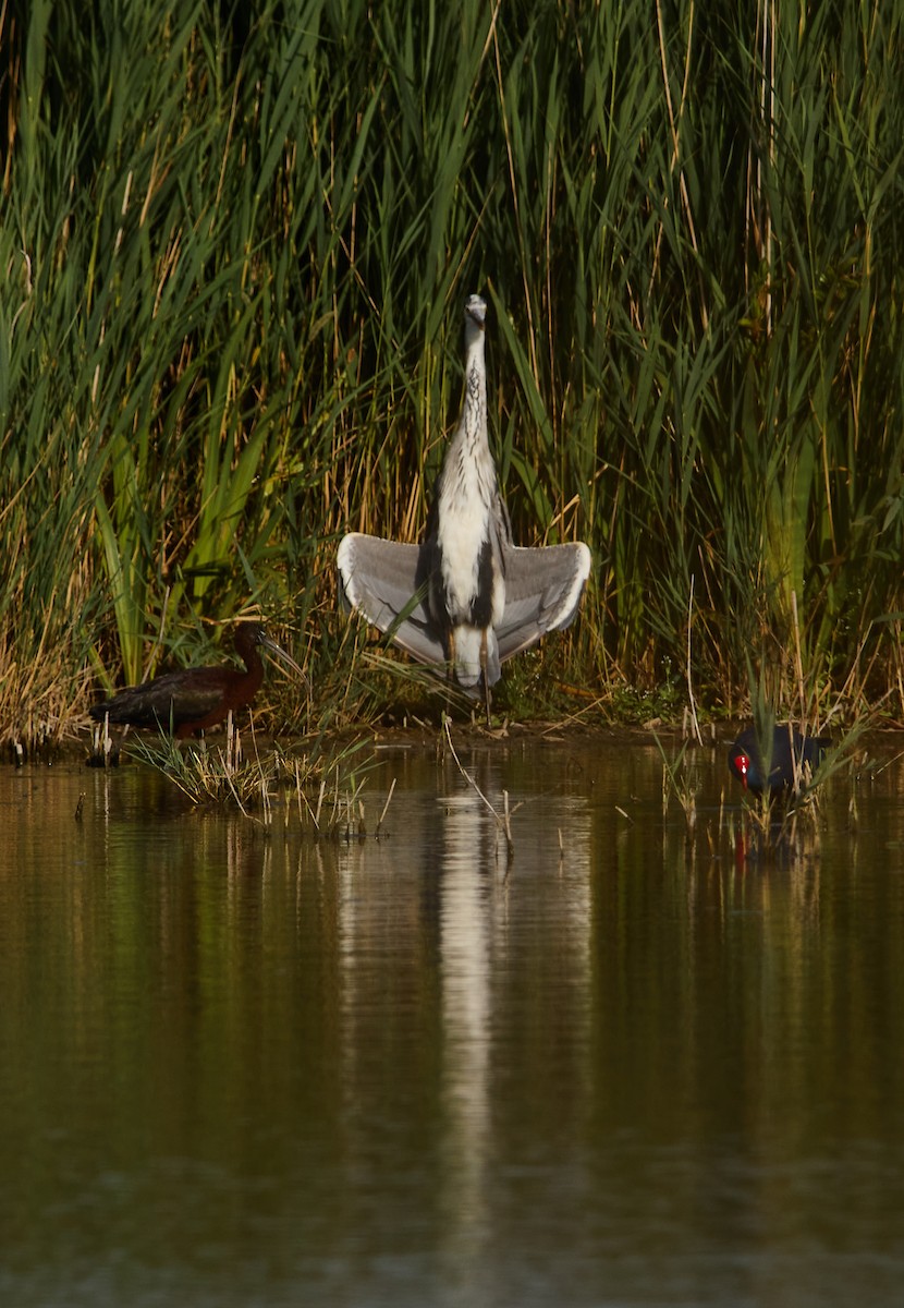 Glossy Ibis - ML520344711