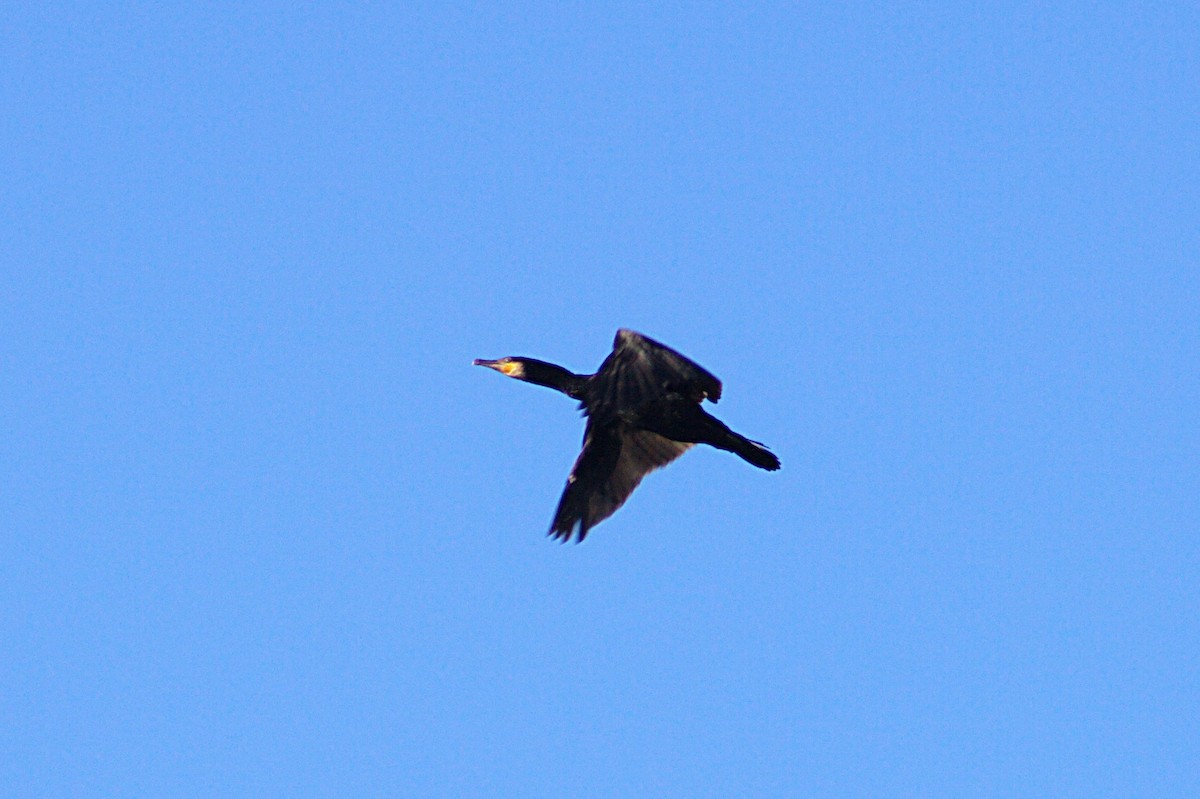 Great Cormorant - ML520345561