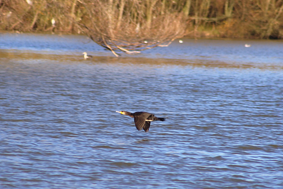 Great Cormorant - ML520345581